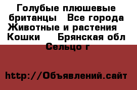 Голубые плюшевые британцы - Все города Животные и растения » Кошки   . Брянская обл.,Сельцо г.